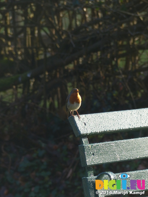 LZ00549 Robin on bench in St Fagans